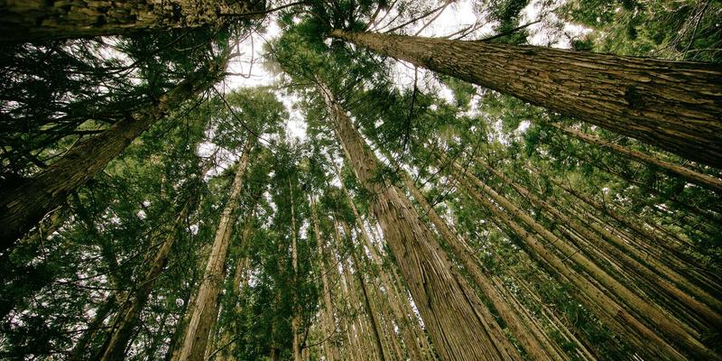 Cost of Care for 3 Common Types of Cancer | Life Credit Comp