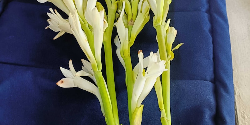 Planning for Chemotherapy Treatments | Life Credit